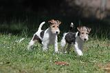 FOX TERRIER 168